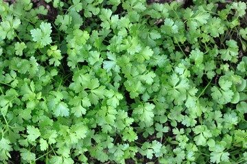 New seedlings of italian flat leaf parsley in the garden, flat lay. Italian parsley has a smoother...