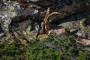 Capra pyrenaica sunbathing on granite stones