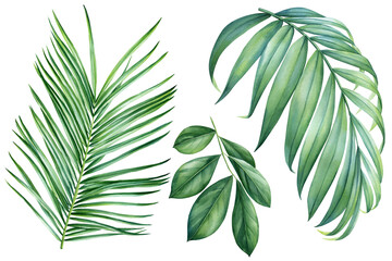 Fototapeta premium Green palm leaf on isolated background, watercolor summer flora design. Botanical painting hand drawing tropical design