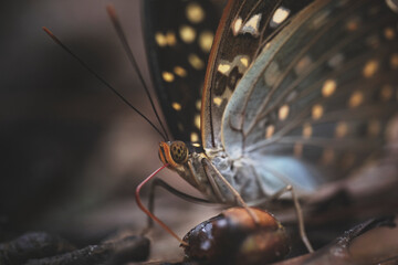 Yellow Archduke Lexias canescens