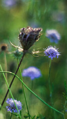 Macro de petites fleurs sauvages, dans la forêt des Landes de Gascogne