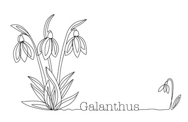 Fototapeta premium Snowdrop. Galanthus. Inflorescence. One line