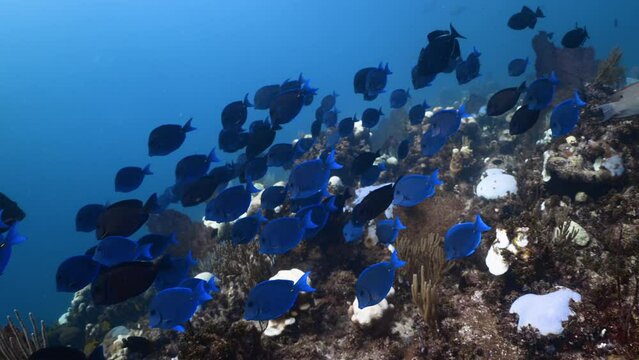 School of Blue Tang Fish in Caribbean Sea, Jardines De la Reina, Camaguey, Cuba