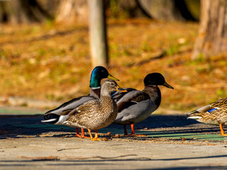 地面を歩くマガモ