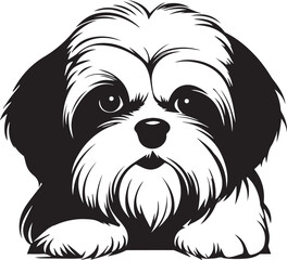 shih tzu dog
