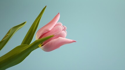 Obraz premium Generative AI : Happy Easter, fresh pink tulip stem with green leaves against a light blue background