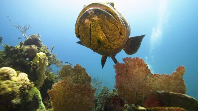 Atlantic goliath grouper over coral reef in Caribbean Sea, Jardines De la Reina, Camaguey, Cuba