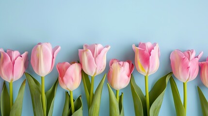 Fototapeta premium Generative AI : Row of several tender pink tulips on blue background. 
