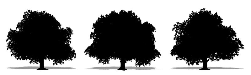 Set or collection of Horse Chestnut trees as a black silhouette on white background. Concept or conceptual vector for nature, planet, ecology and conservation, strength, endurance and  beauty