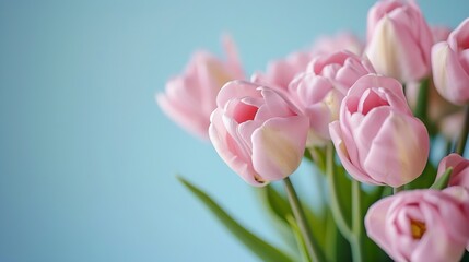 Generative AI : Beautiful bouquet of pink tulips on blue background. Greeting card