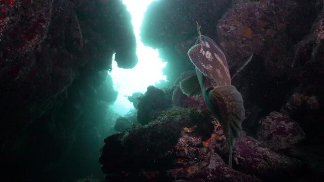 Nassau grouper among rocks of coral reef in Caribbean Sea, Jardines De la Reina, Camaguey, Cuba