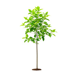 single tree seedling with lush green leaves standing tall and proud, against a white background.