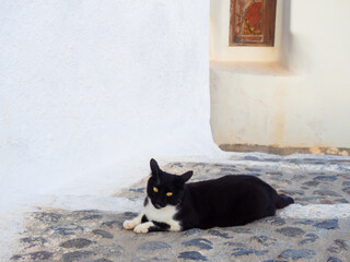 Cute cat of Santorini Island. Cyclades of Greece. - 717739978