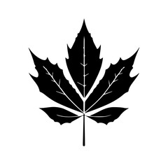 Fototapeta premium maple vector