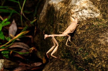 Mittelmeer-Gottesanbeterin // Mediterranean mantis (Iris oratoria) - Peloponnes, Griechenland