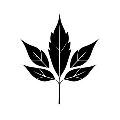 silhouette of a leaf