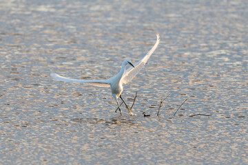 Aigrette garzette, .Egretta garzetta, Little Egret,