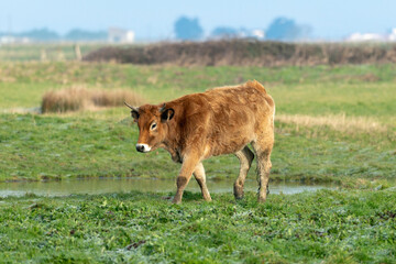 Vache , race Maraichine, region Pays de Loire; marais Breton; 85, Vendée, Loire Atlantique, France