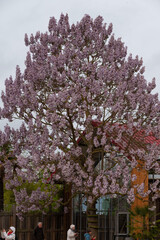 Obraz premium Wisteria villosa. Called Wisteria chinensis