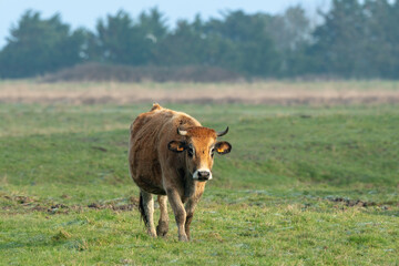 Vache , race Maraichine, region Pays de Loire; marais Breton; 85, Vendée, Loire Atlantique, France