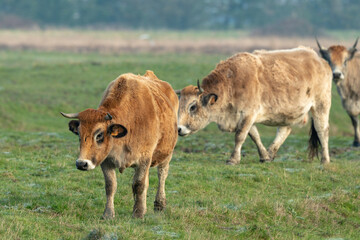 Fototapeta premium Vache , race Maraichine, region Pays de Loire; marais Breton; 85, Vendée, Loire Atlantique, France