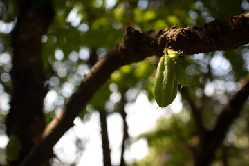  bilimbi  cucumber tree 