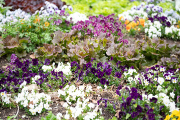 Obraz premium Field of colorfull pansies and lettuce