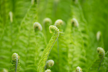  close up of green ferns in a botanical garden