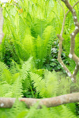  close up of green ferns in a botanical garden