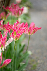 Close-up of a fancy striated pink and green parrot tulip.