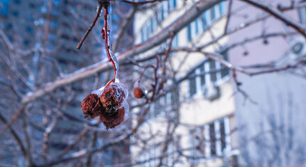 snow on berries 