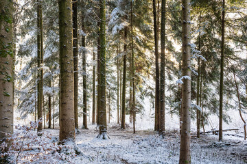 Fototapeta premium Tall snow covered pine or fir trees in a winter forest scene in Europe, no people