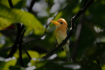 Yellow-billed kingfisher (Syma torotoro) , a medium-sized tree kingfisher observed in Nimbokrang in West Papua, Indonesia