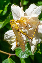 Locust Feeding on a Flower