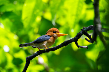 Yellow-billed kingfisher (Syma torotoro) , a medium-sized tree kingfisher observed in Nimbokrang in West Papua, Indonesia