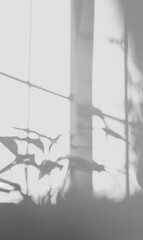 Shadow house plants and leaves silhouette overlay on white cement wall in bed room,Natural sunlight shining through window on concrete texture surface background.Backdrop for product presentation