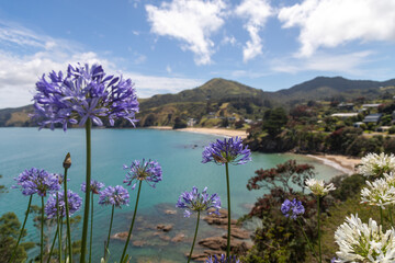 Beach coastline of Amodeo Bay, Coromandel, Coromandel Peninsula, New Zealand.