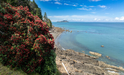 Coastal road and flowering pohutukawa trees on the west of Coromandel, Coromandel Peninsula, New Zealand.