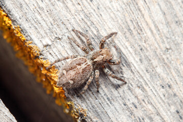 Female Plexippus paykulli spider walking on a wooden floor