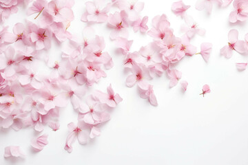 pink blossom petals scattered in white