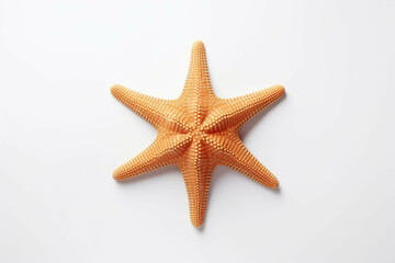Fototapeta na wymiar one of the starfish is on white background