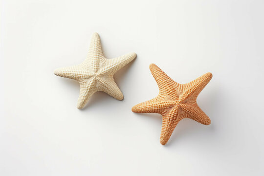 two starfish on a white background