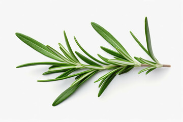 fresh rosemary leaves isolated on a white background