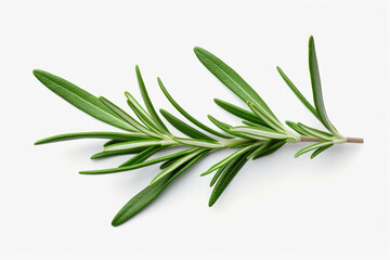 Fototapeta premium fresh rosemary leaves isolated on a white background