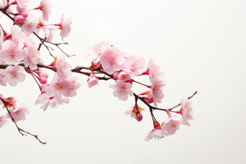 pink cherry blossoms against a white background