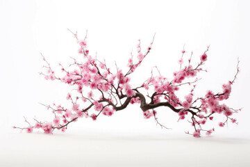 Fototapeta premium cherry blossoms in full bloom