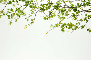 green branches of a tree against a white background
