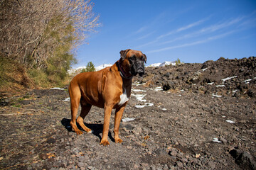 A handsome boxer dog with blue sky and snowy mountain Etna in the background