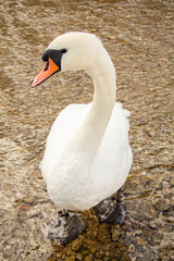 White swan close up. Clear lake shore water.