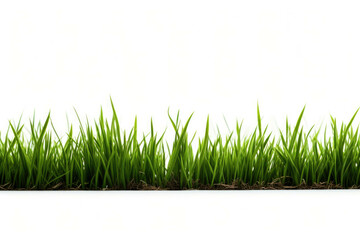 Fototapeta premium grass mt4p 6ft